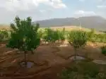 باغ به متراژ 2100متربا خانه باغ اراک 