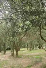 باغ و زمین زیتون و محصولات زیتون 