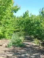 ۱۸۰۰ متر باغچه در شهریار