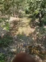 باغچه چهاردیواری 