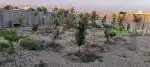 باغچه ۵۰۰ متری . شریف آباد 