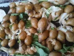 حلزون آچاتینا آلبینو