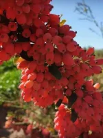 زعفران و زرشک تازه ابدار اصلی قاین از خود کشاورز 