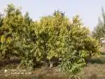 ۹۰۰متر زمین باغی رباط کریم