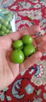 باغ گوجه سبز و زیتون بارده 