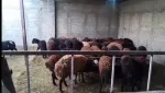 یک مجموعه دامداری 